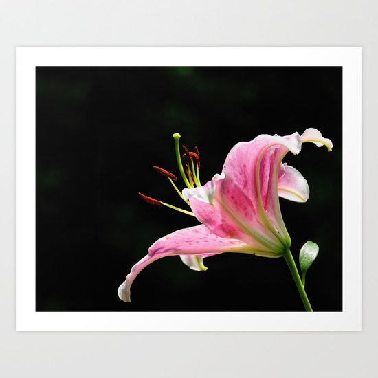 Oriental Lily Art Print