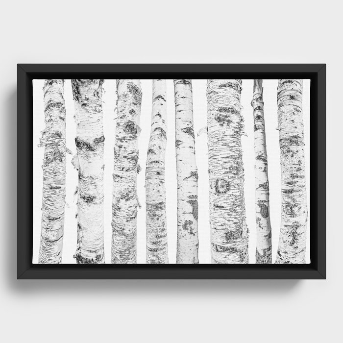 Birch Trees | Forest Landscape Photography Minimalism Framed Canvas