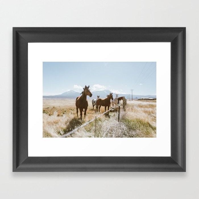 Colorado Wild Horses Framed Art Print