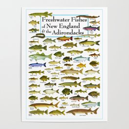 Illustrated New England and  Adirondacks Game Fish Identification Chart Poster