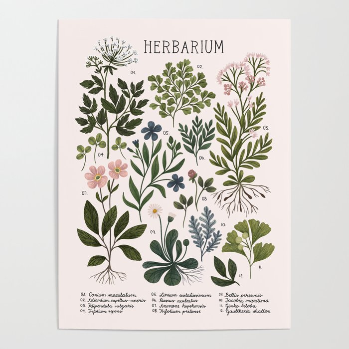 Herbarium ~ vintage inspired botanical art print ~ white Poster