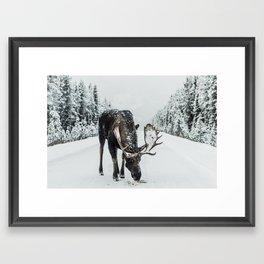 Moose in the wild Framed Art Print