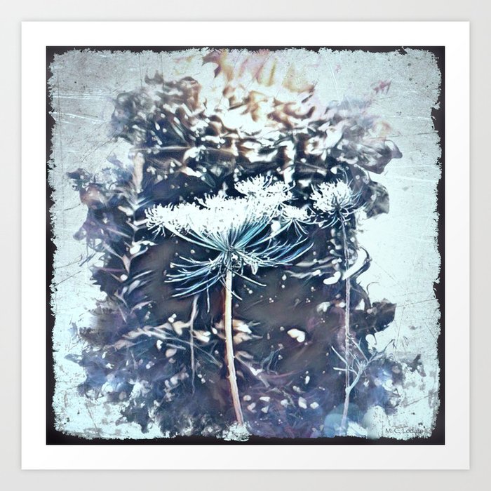 Queen Anne S Lace Flower With Sunbeams Art Print By