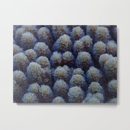 Coral Polyps Metal Print | Underwater, Polyps, Coral, Coralreef, Fragments, Millipora, Platecoral, Aquarium, Photo, Branchingcoral 