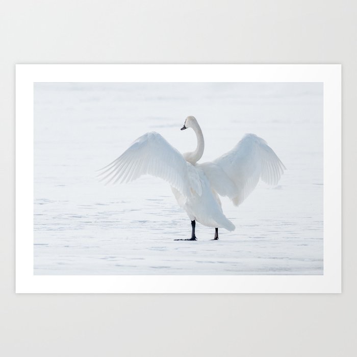 Swan basking in the sun Art Print