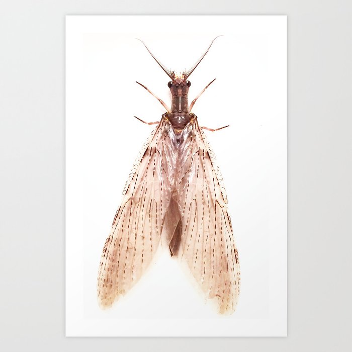 Mysterius Insectus Art Print