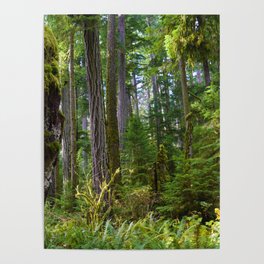 Cathedral Grove, Vancouver Island BC Poster