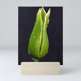 Green Tulip on Black Background Mini Art Print