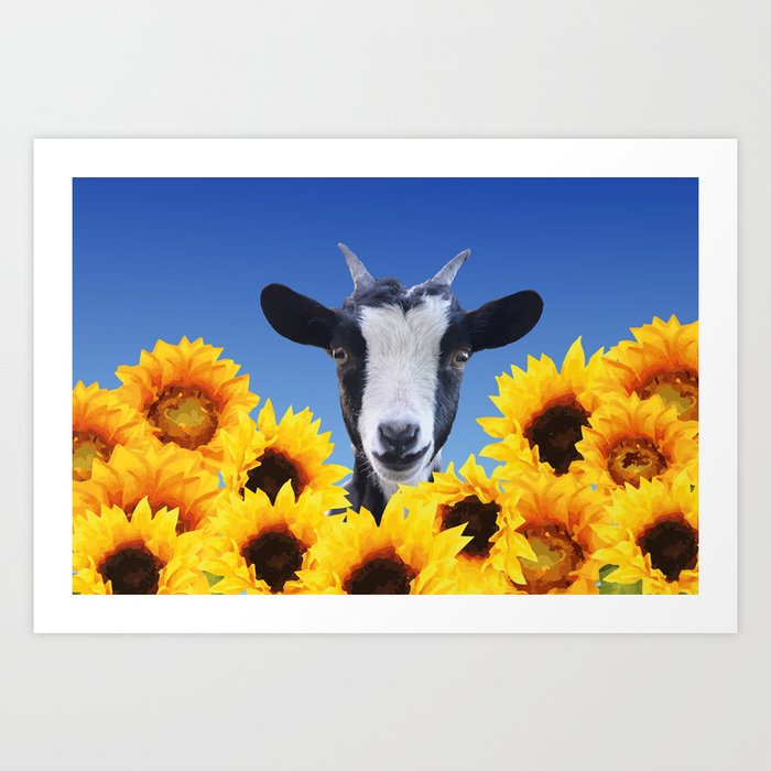Goat in Sunflower field Art Print