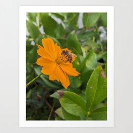 Bee Visiting Orange Cosmo  Art Print