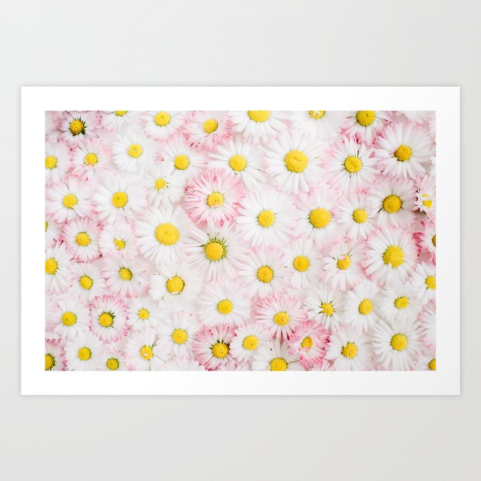 Beautiful White Daisy Flowers Art Print