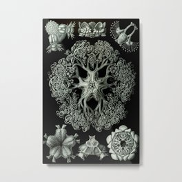 Ernst Haeckel Metal Print