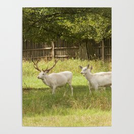 Leucistic deer herd Poster