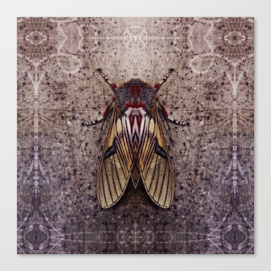 Moth II Canvas Print
