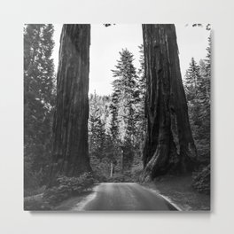 Twin giant redwoods II portrait version / sequoias Pacific Coast California nature black and white landscape photograph / photography Metal Print