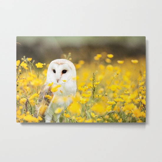 Australian Barn Owl (Tyto Alba) Metal Print