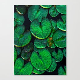 Lily pads Canvas Print