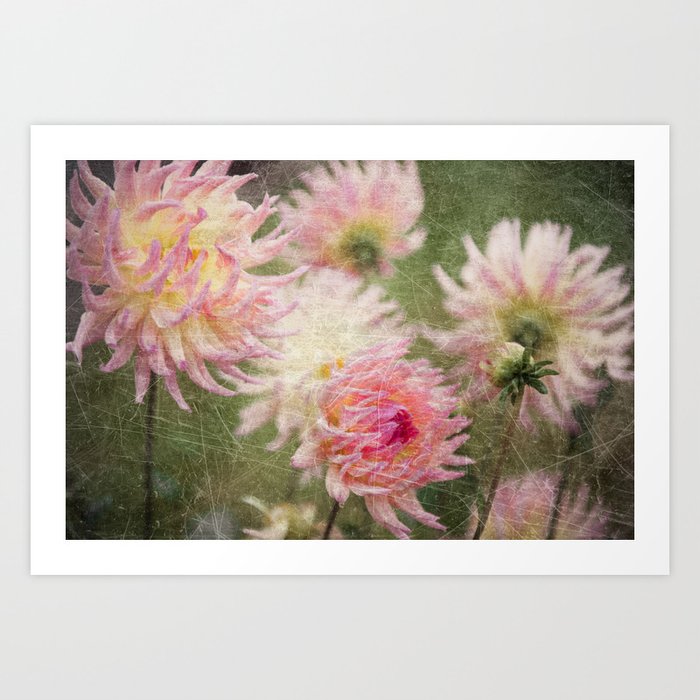 Scratched Country Dahlias Art Print