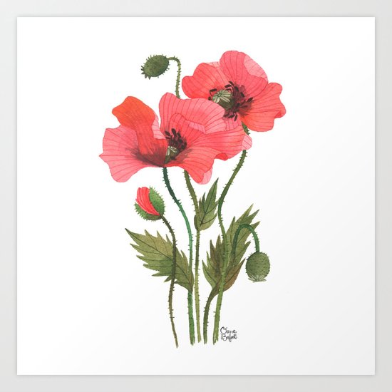 POPPIES Art Print