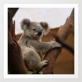 Australia Photography - Koala Sitting In A Tree Art Print