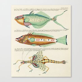 fish by Louis Renard Canvas Print