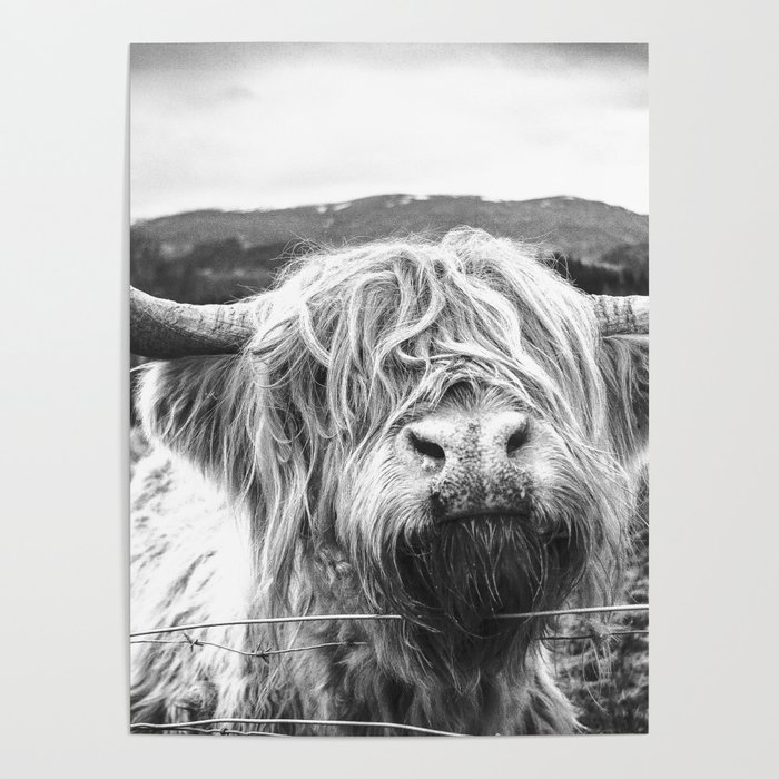 Highland Cow Nose Barbed Wire Fence Black and White Poster