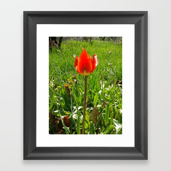 Red Tulip Framed Art Print