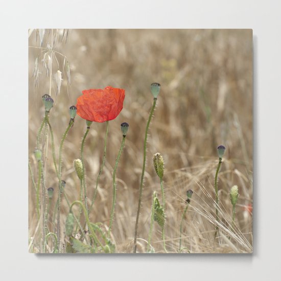 Happy poppy Metal Print
