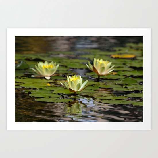 Yellow Lotus Flowers Art Print