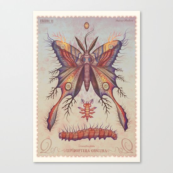 Limenitis pluto Canvas Print