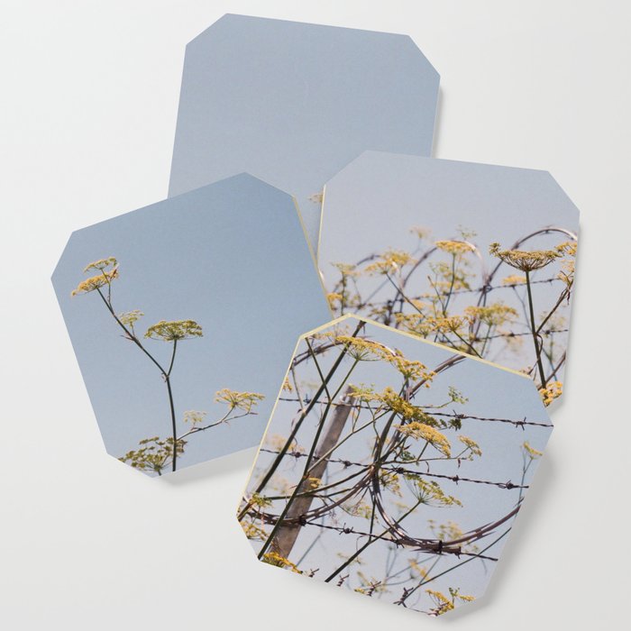 Yellow Flowers on Barbed Wire Coaster