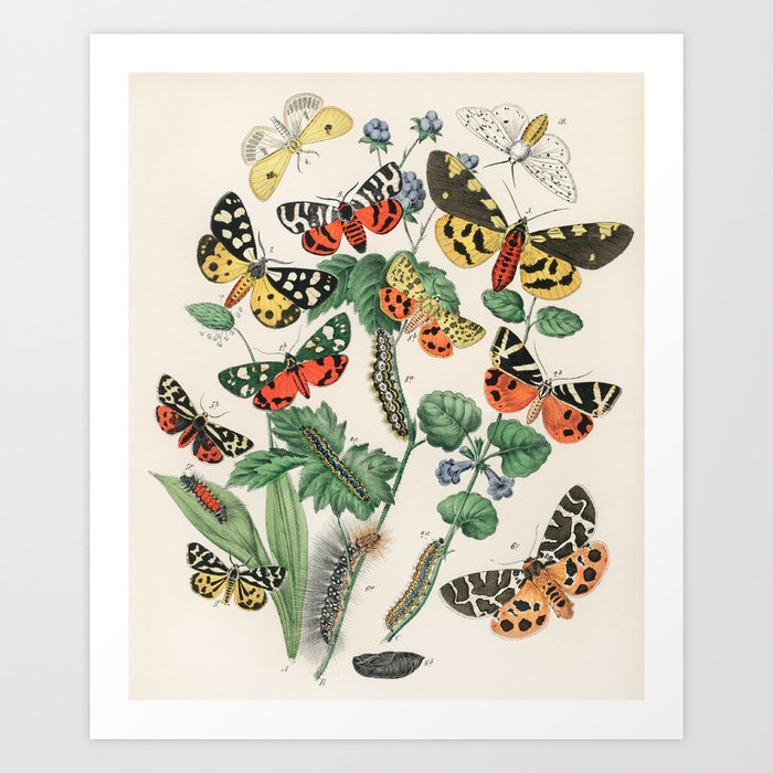 European Butterflies, Moths, and Plants Cottagecore Science Illustration by WF Kirby Art Print