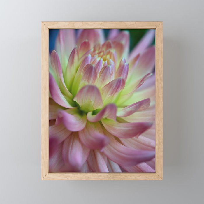 Pink And Yellow Dahlia Macro Photography Framed Mini Art Print