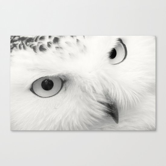 owl chouette bird white Canvas Print