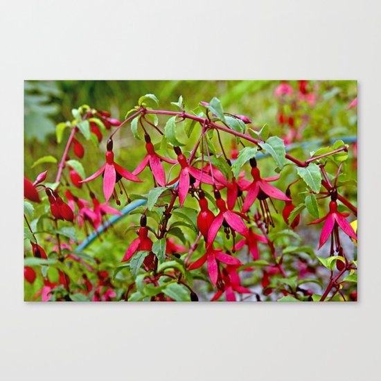 Pink Fuchsia Blossoms Canvas Print