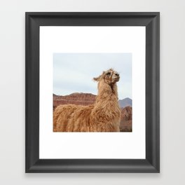 Argentina Photography - Llama In The Mountain Filled Desert Framed Art Print