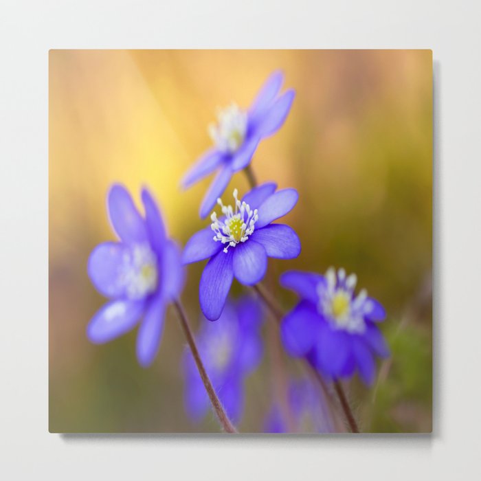 Spring Wildflowers, Beautiful Hepatica in the forest on a sunny and colorful background #decor #soci Metal Print