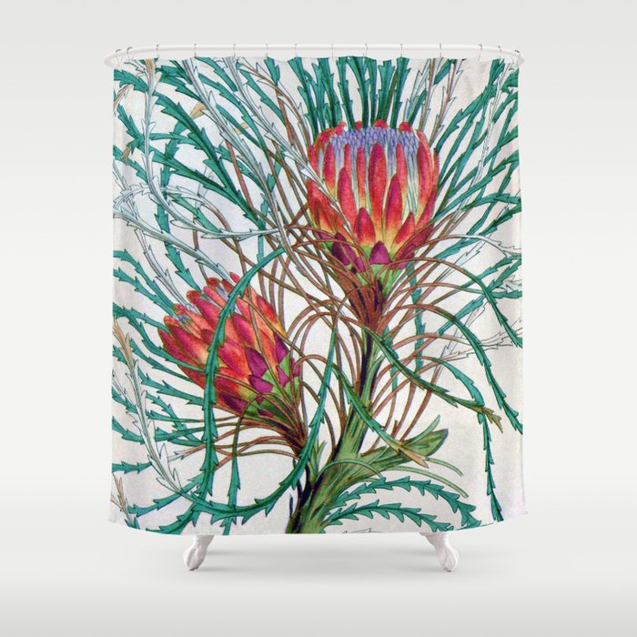 A Protea flower Shower Curtain