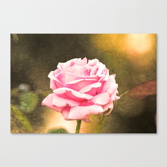 Pink rose Canvas Print