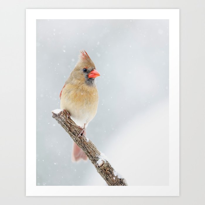 Female Northern Cardinal Art Print