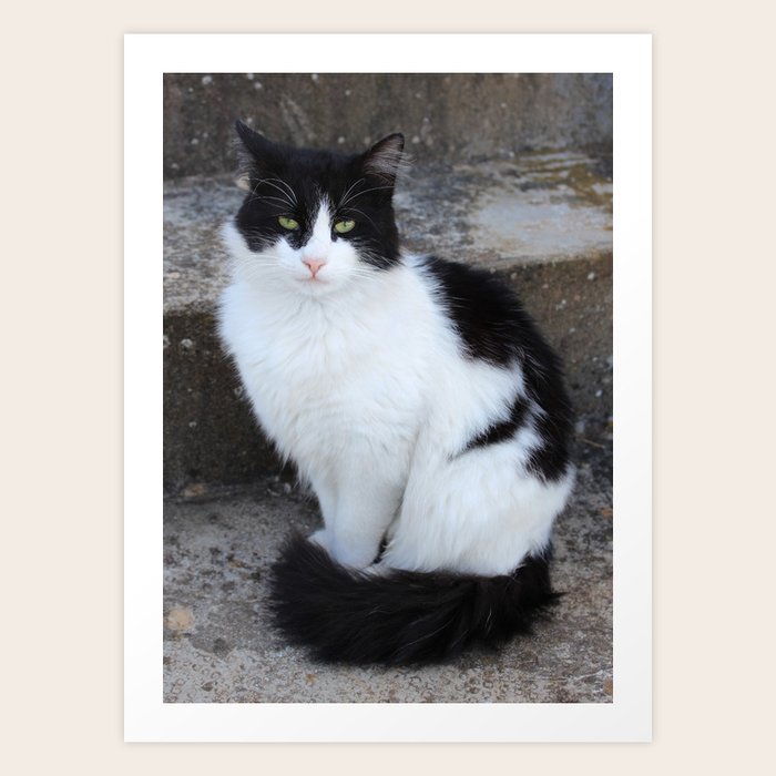 Tuxedo Cat Art Print By Sweepingshadows Society6