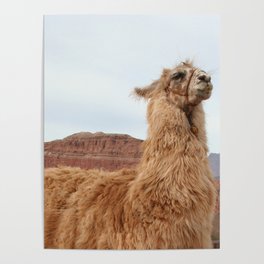 Argentina Photography - Llama In The Mountain Filled Desert Poster