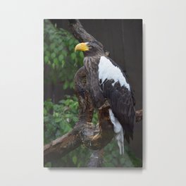 National Aviary - Pittsburgh - Stellers Sea Eagle 1 Metal Print