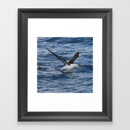 Argentina Photography - Black-browed Albatross Flying Close To The Water Framed Art Print