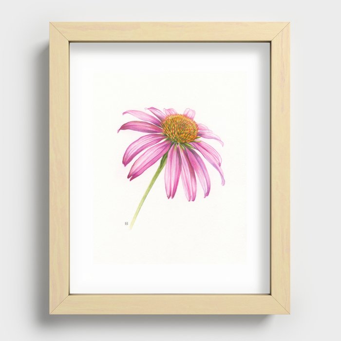Echinacea Recessed Framed Print