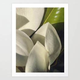 S6-Magnolia-03 Art Print