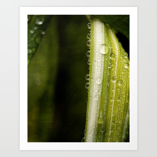 Garden Raindrops Art Print
