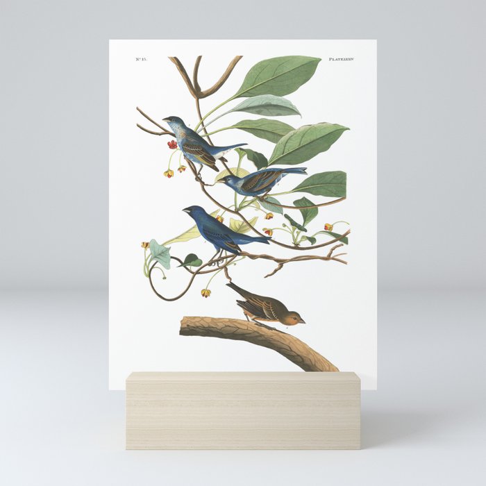 Indigo Bird (Audubon) Mini Art Print