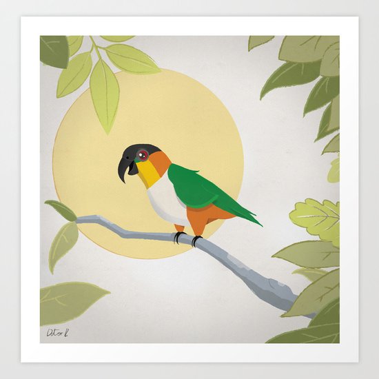 Black-Headed Caique Parrot Art Print