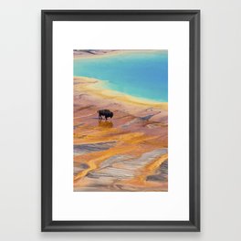 Bison and Grand Prismatic Hot Spring at Yellowstone National Park Framed Art Print